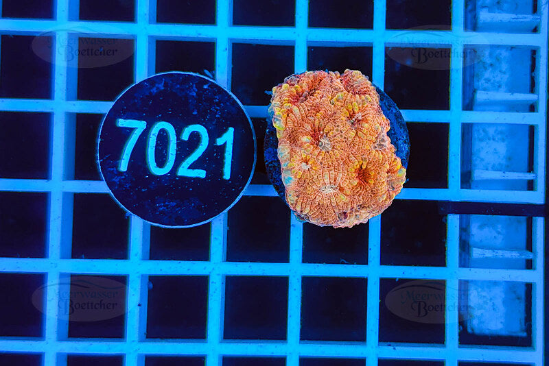 Favia | LPS Koralle | WYSIWYG