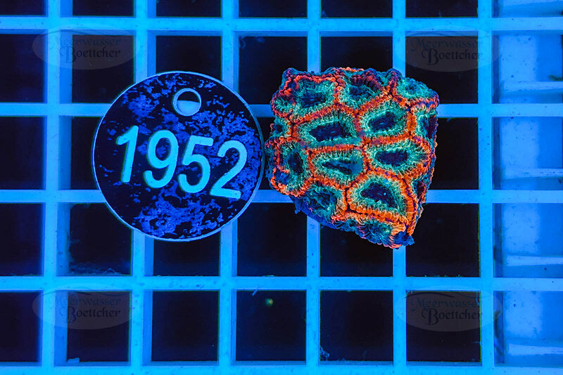 Favia Koralle | LPS | WYSIWYG