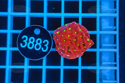 Favites | LPS Koralle | WYSIWYG