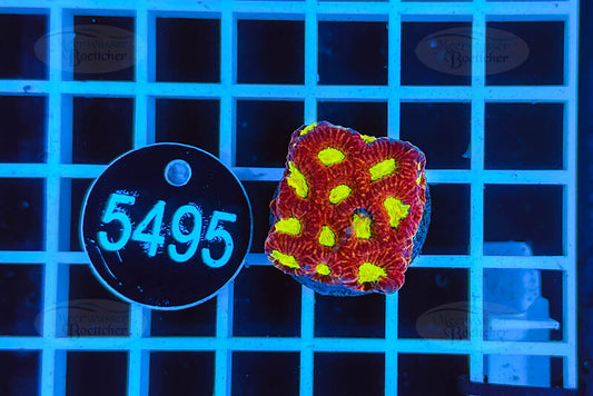 Favia | LPS Koralle | WYSIWYG