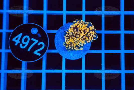 Euphyllia paradivisa | LPS Koralle | WYSIWYG