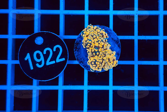 Euphyllia paradivisa | LPS Koralle | WYSIWYG