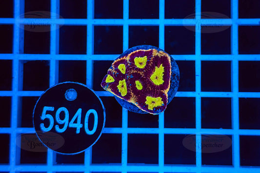 Favia | LPS Koralle | WYSIWYG