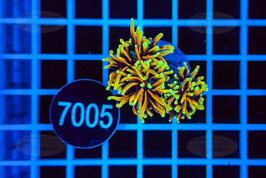 Euphyllia glabrescens | LPS Koralle | WYSIWYG