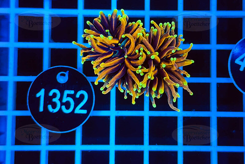 Euphyllia glabrescens | LPS Koralle | WYSIWYG