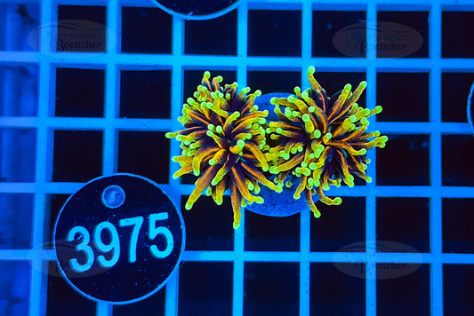 Euphyllia glabrescens | LPS Koralle | WYSIWYG