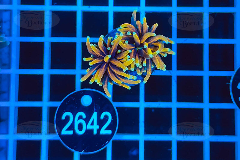 Euphyllia glabrescens | LPS Koralle | WYSIWYG