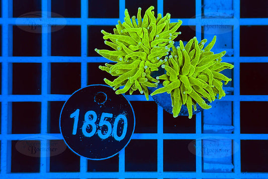 Euphyllia glabrescens | LPS Koralle | WYSIWYG