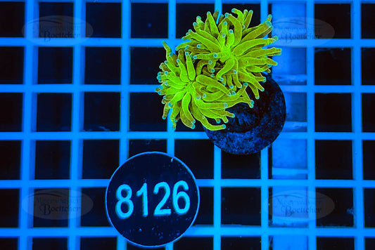 Euphyllia glabrescens | LPS Koralle | WYSIWYG