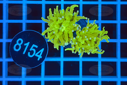 Euphyllia glabrescens | LPS Koralle | WYSIWYG