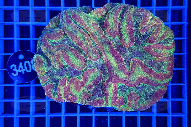 Symphyllia | LPS Koralle | WYSIWYG