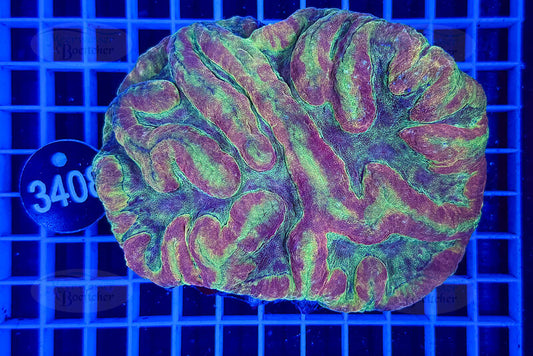 Symphyllia | LPS Koralle | WYSIWYG