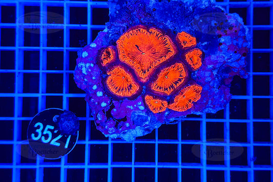 Blastomussa wellsi | LPS Koralle | WYSIWYG