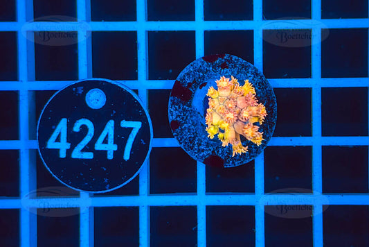 Goniopora | LPS Koralle | WYSIWYG