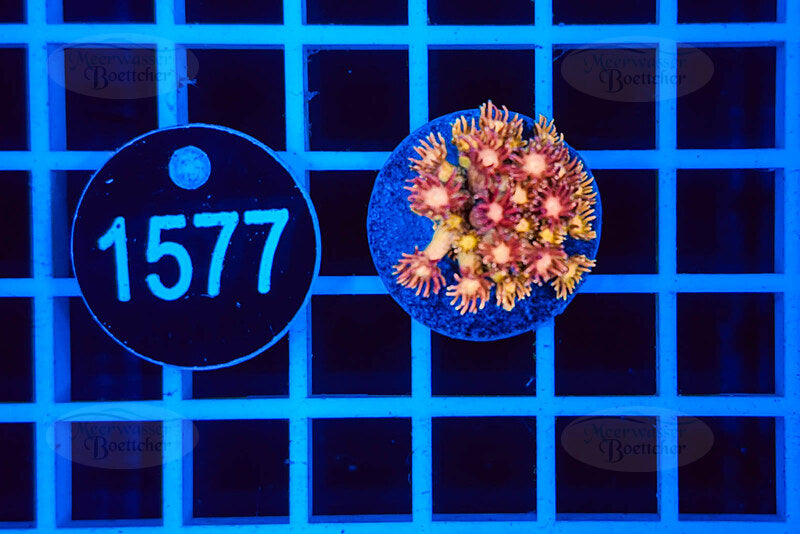 Goniopora | Corail LPS | WYSIWYG