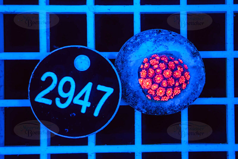 Goniopora | LPS Koralle | WYSIWYG