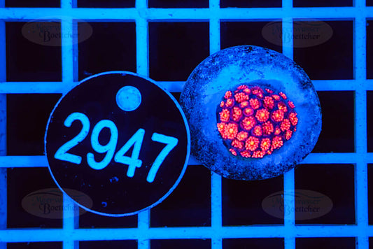 Goniopora | LPS Koralle | WYSIWYG