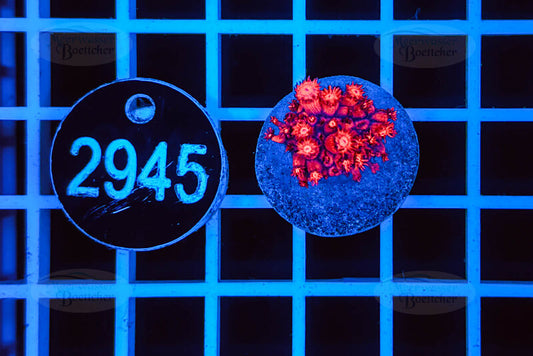 Goniopora | LPS Koralle | WYSIWYG