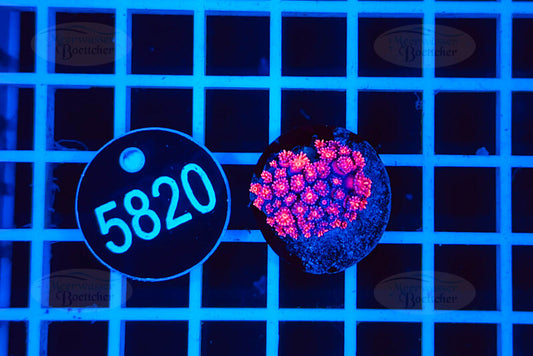 Goniopora | LPS Koralle | WYSIWYG