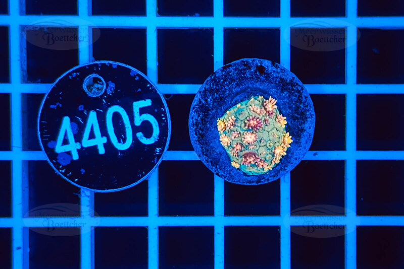 Goniopora | LPS Koralle | WYSIWYG