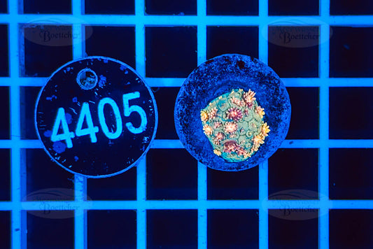 Goniopora | LPS Koralle | WYSIWYG