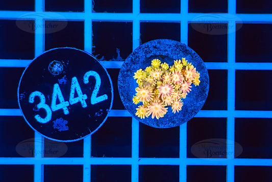 Goniopora | LPS Koralle | WYSIWYG