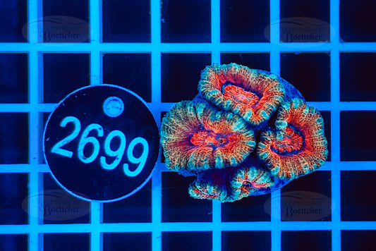 Acanthastrea lordhowensis | LPS Koralle | WYSIWYG