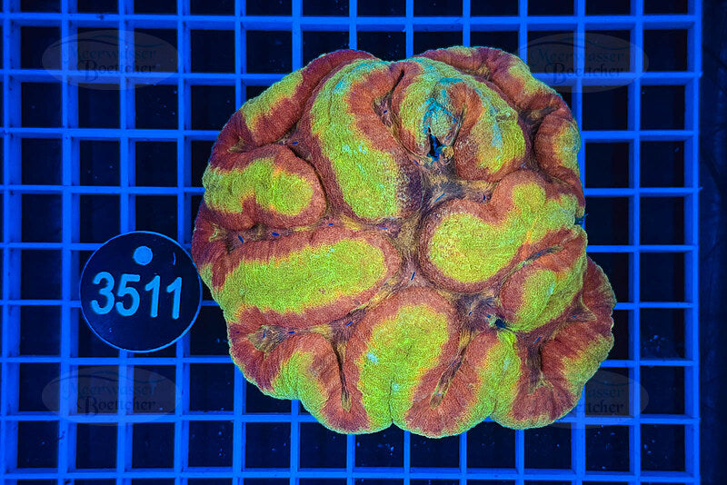 Symphyllia | LPS Koralle | WYSIWYG