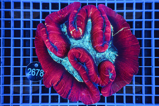 Trachyphyllia geoffroyi | LPS Koralle | WYSIWYG