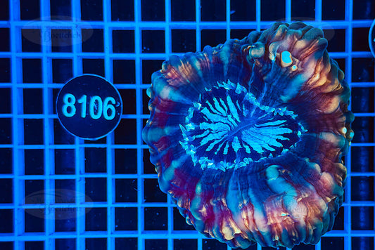 Cynarina lacrymalis | LPS Koralle | WYSIWYG