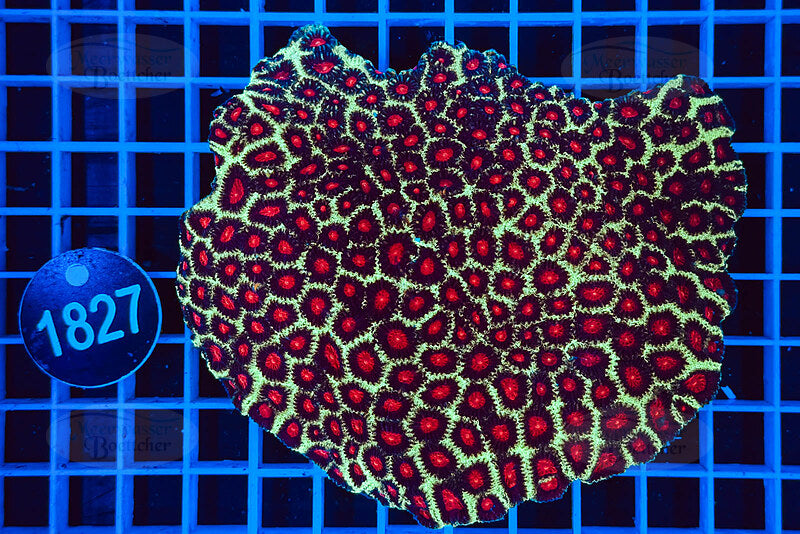 Favia | LPS Koralle | WYSIWYG