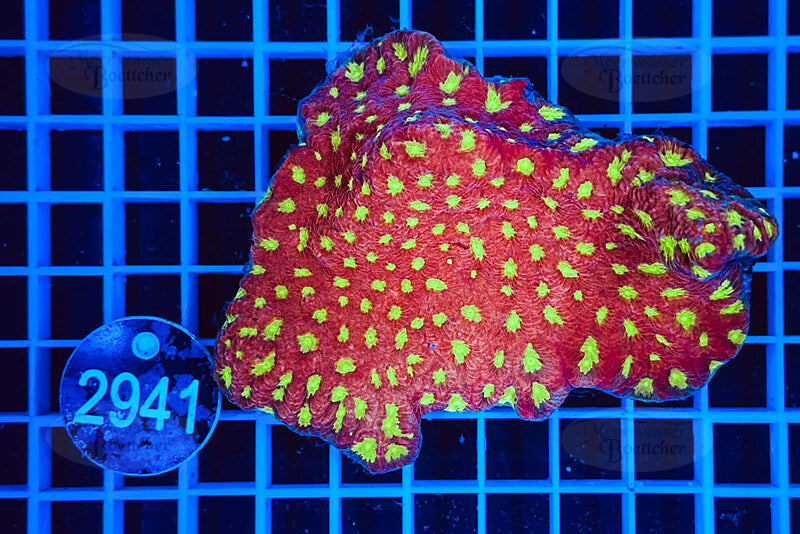 Favia | Corail LPS | WYSIWYG