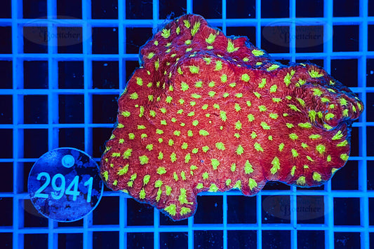 Favia | LPS Koralle | WYSIWYG