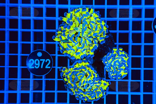 Euphyllia paraancora | LPS Koralle | WYSIWYG