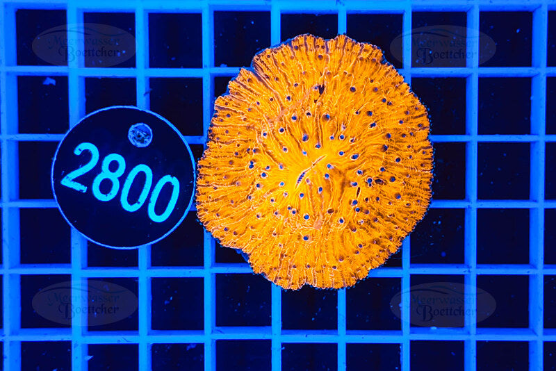 Fungia | LPS Koralle | WYSIWYG