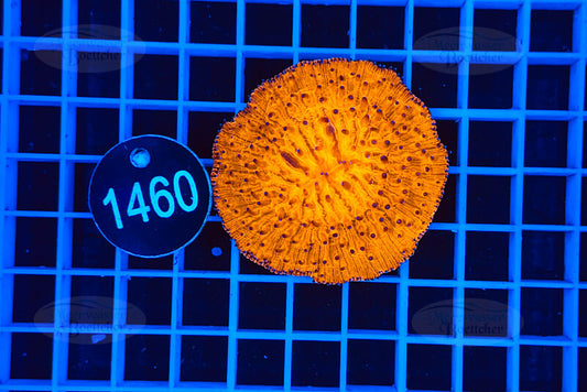 Fungia | LPS Koralle | WYSIWYG