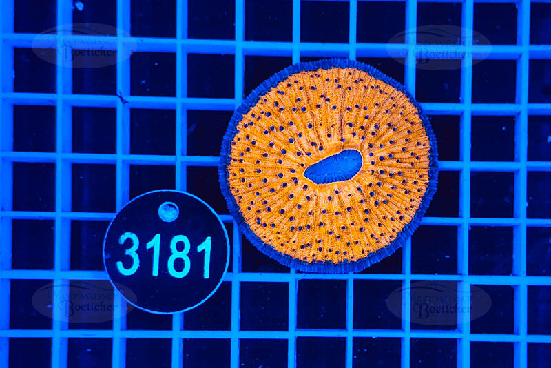 Fungia | LPS Koralle | WYSIWYG