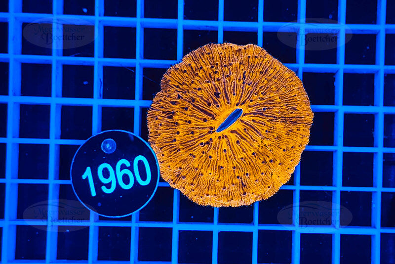 Fungia | LPS Koralle | WYSIWYG