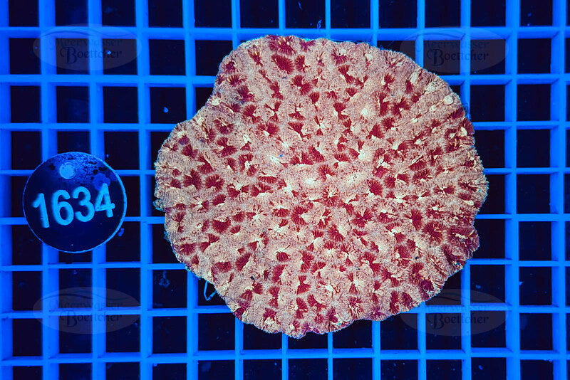 Favia | LPS Koralle | WYSIWYG