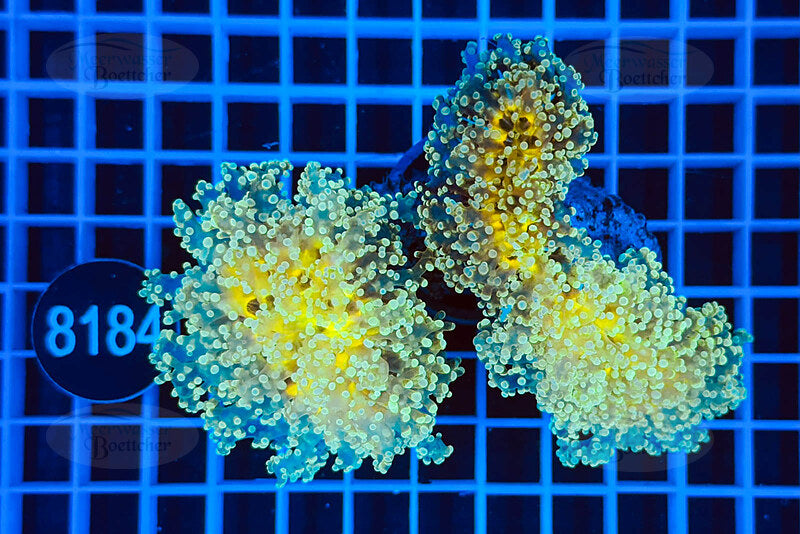 Euphyllia divisa | LPS Koralle | WYSIWYG