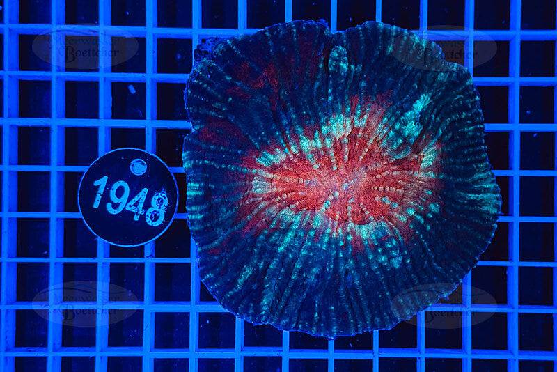 Australomussa | LPS Koralle | WYSIWYG