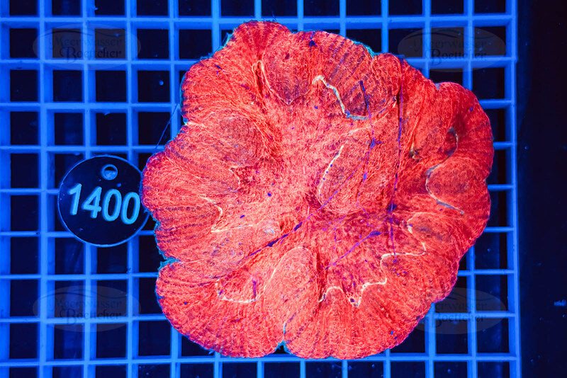 Australomussa | LPS Koralle | WYSIWYG