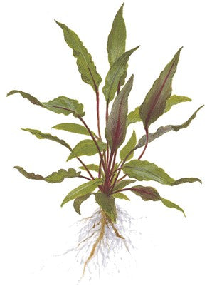 Cryptocoryne beckettii 'Petchii' im Topf