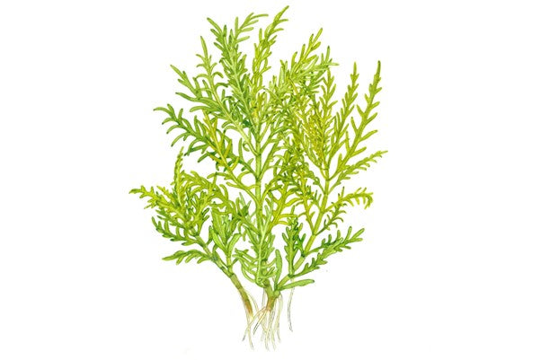 Hygrophila odora