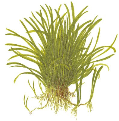 Lilaeopsis brasiliensis