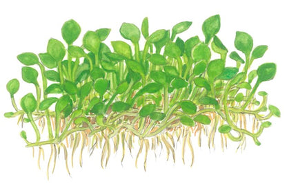 Marsilea minuta