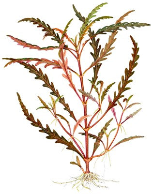 Hygrophila pinnatifida and moss on root