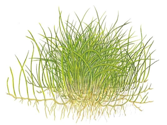 Eleocharis pusilla 'Mini'