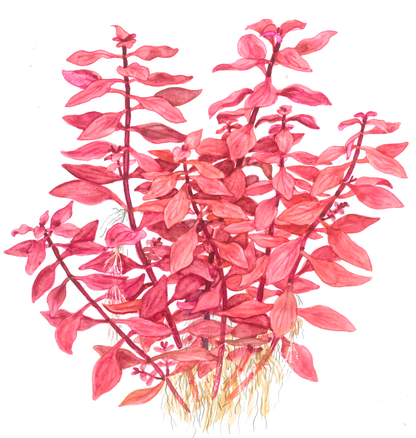 Ludwigia palustris 'Super Red' (Topf)