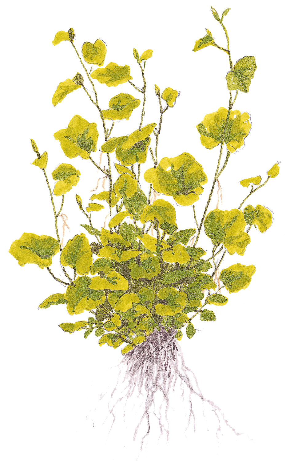 Cardamine lyrata (Topf)